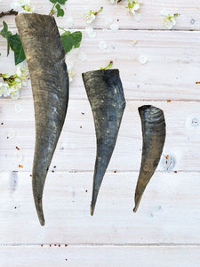 Goat Horn Containing Marrow 1 Each (Size: Large)