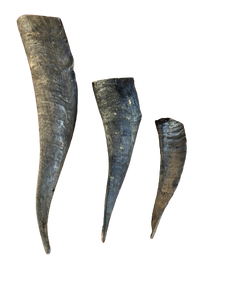 Goat Horn Containing Marrow 1 Each (Size: Large)