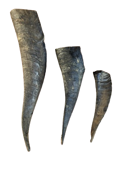 Goat Horn Containing Marrow 1 Each (Size: Large)