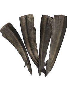 Shark Fin Thin (15-20cm long) Each